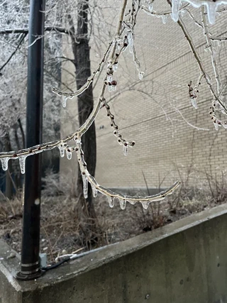 Ottawaのfreezing rainで凍る枝